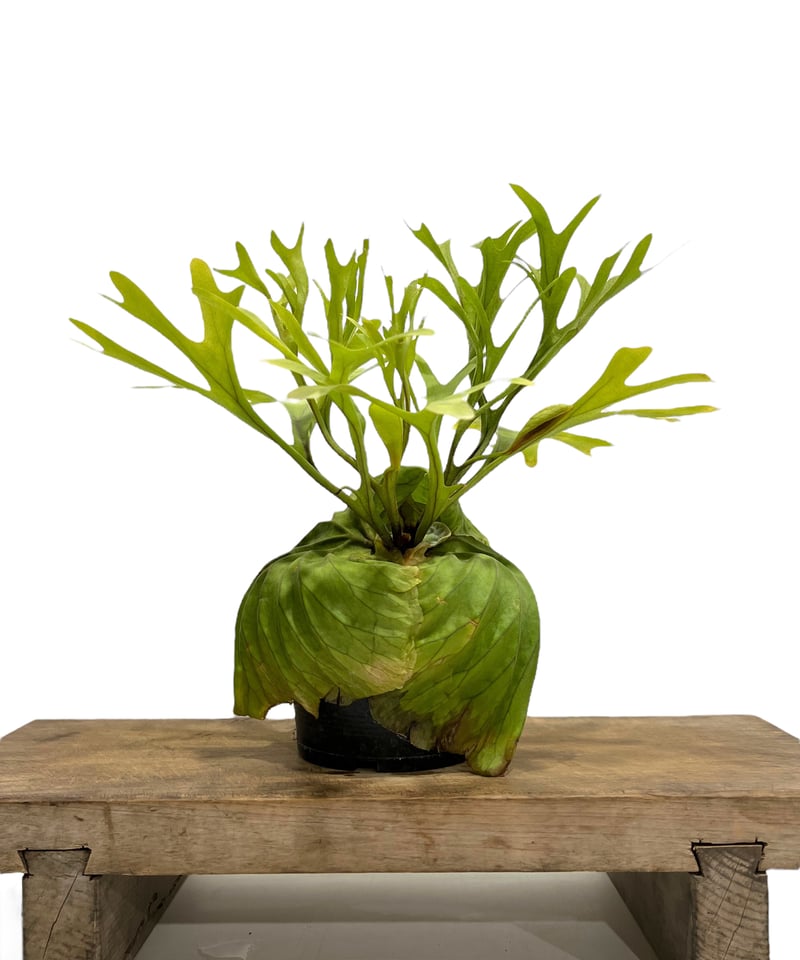 ビカクシダ リドレイ　ridleyi やや大きめ ビカクシダ リドレイ(by ヌクル) 「Platycerium ridleyi (by Nuk