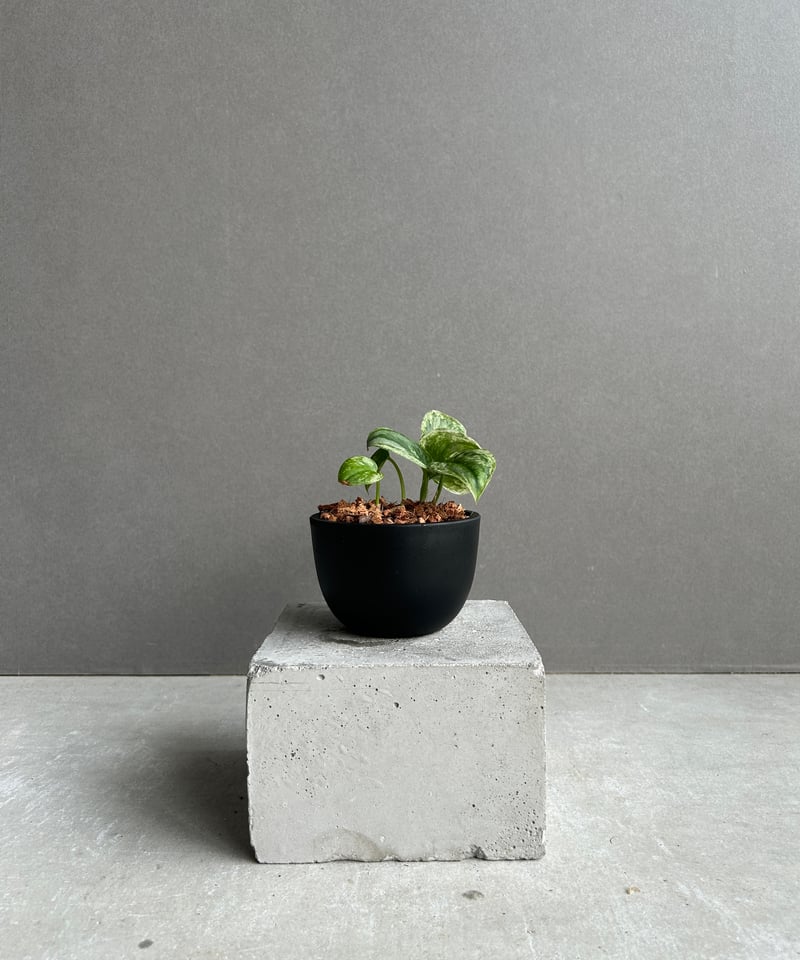 ①スキンダプサス アポラキ,スキンダプサス エキゾチカホログラムバリエガータ fit=scale-down,w=1200