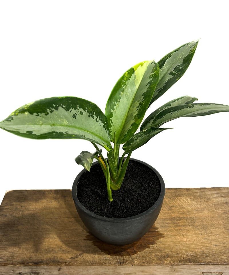 アグラオネマ スワンナプーム「Aglaonema Suvarnabhumi」6/13-767