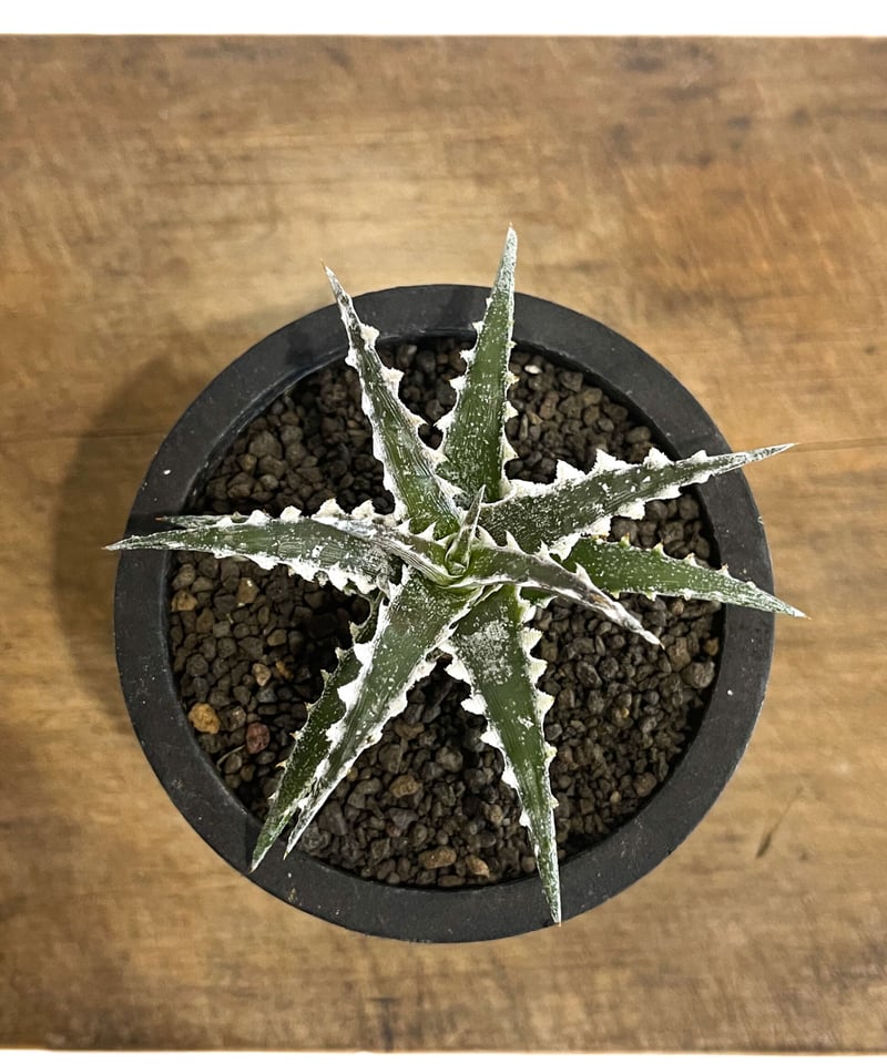 ディッキア ズゴック x リトルウイング「Dyckia Z'gok x ディッキア ズゴック x リトルウイング「Dyckia Z'gok x