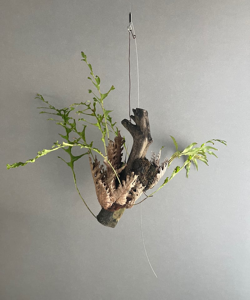 ドリナリア クエルシフォリア '変異種' 「Drynaria quercifolia 'Mut