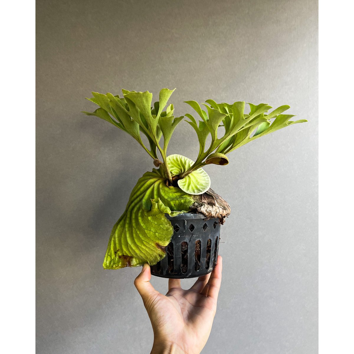 ビカクシダ リドレイ×ビカクシダ コロナリウム）× ビカクシダ リドレイ