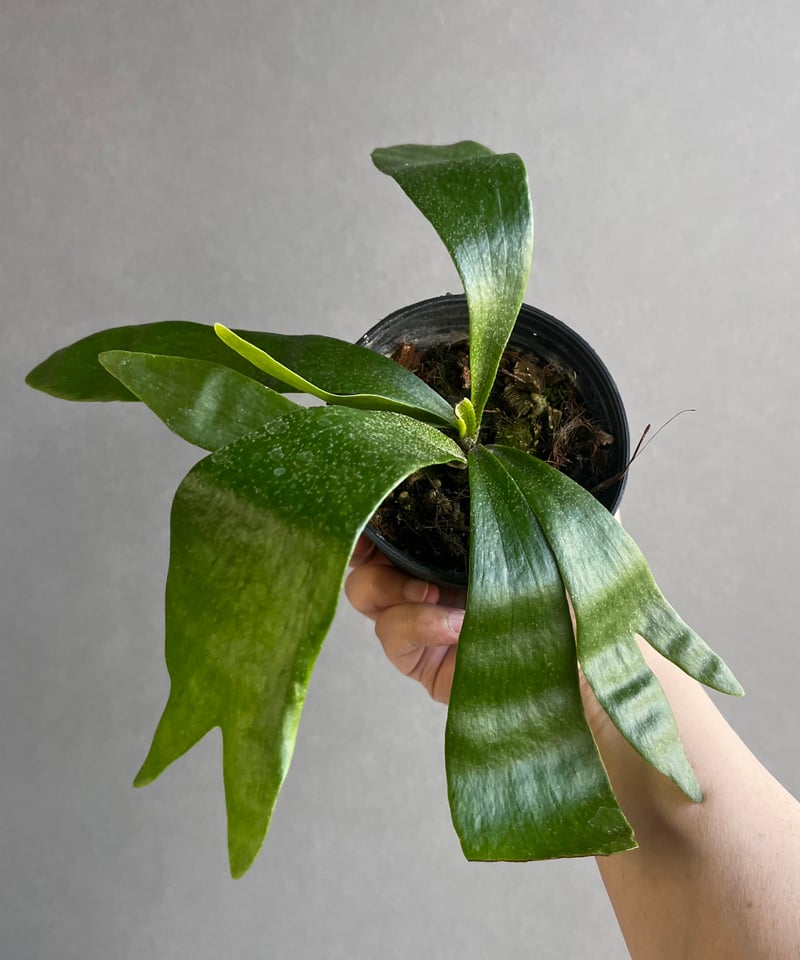 ビカクシダ Platycerium P.ghost（ゴースト）子株