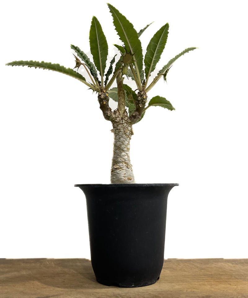 ドルステニア ジプソフィラ 接ぎ木「Dorstenia gypsophila 」5/11-47