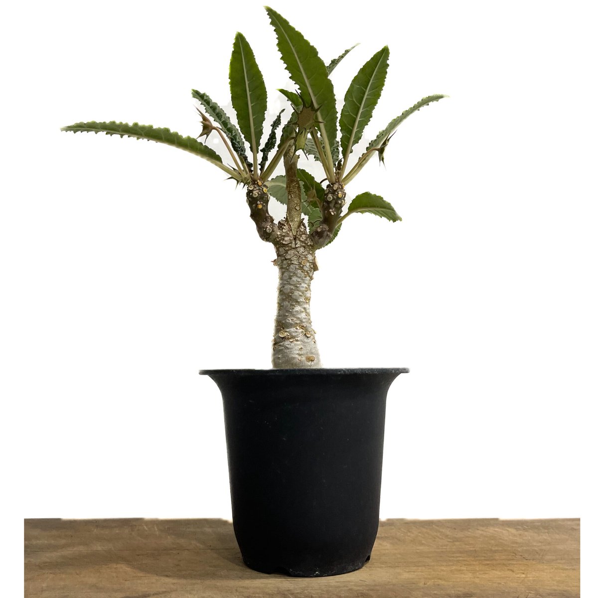 ドリステニア　ジプソフィラ　挿し木 植物】 【ランダム配送】 ドルステニア ジプソフィラ | A-PLANTS|塊根