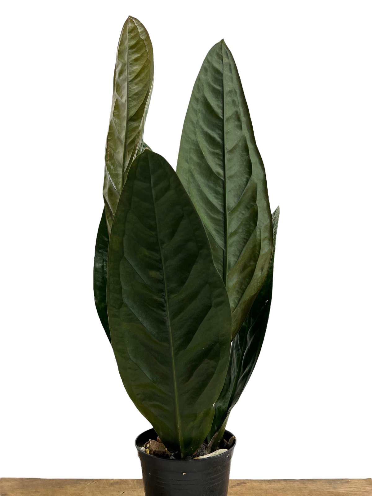 アンスリウム スパーバム 「Anthurium superbum」88K | SHOUCHIKUEN