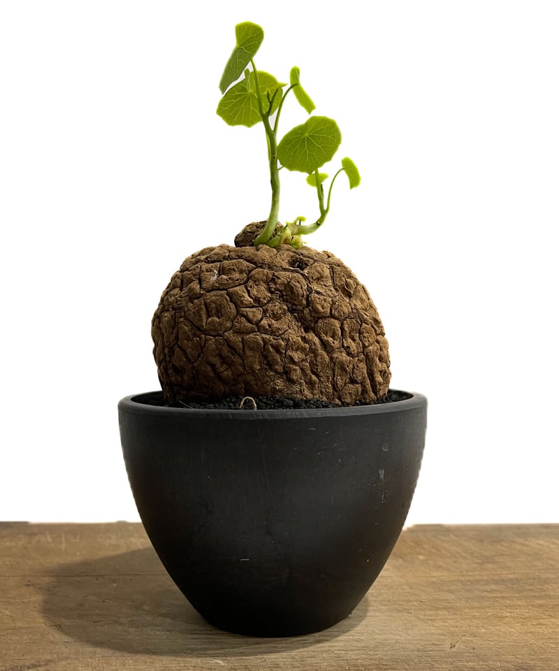 【極美株/塊根植物】ステファニア スベローサ　セレクト小株　微発根 極美株/塊根植物】ステファニア スベローサ セレクト小株 微発根