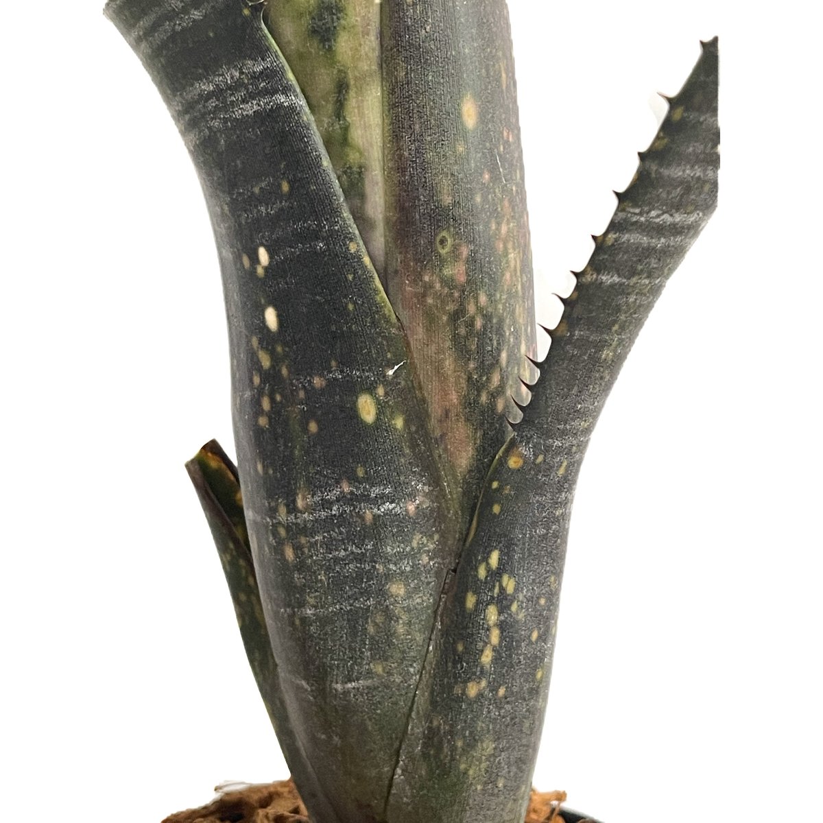 BILLBERGIA ‘Obi-Wan’ ビルベルギア オビワン fit=scale-down,w=1200