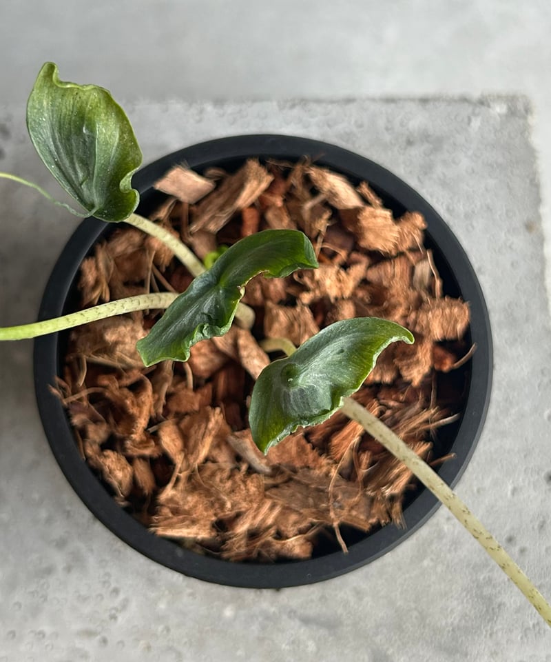 希少　アロカシア　ホーリーグレイル アロカシア ホーリー グレイル “ドワーフ”「Alocasia Holy Grail “ Dw