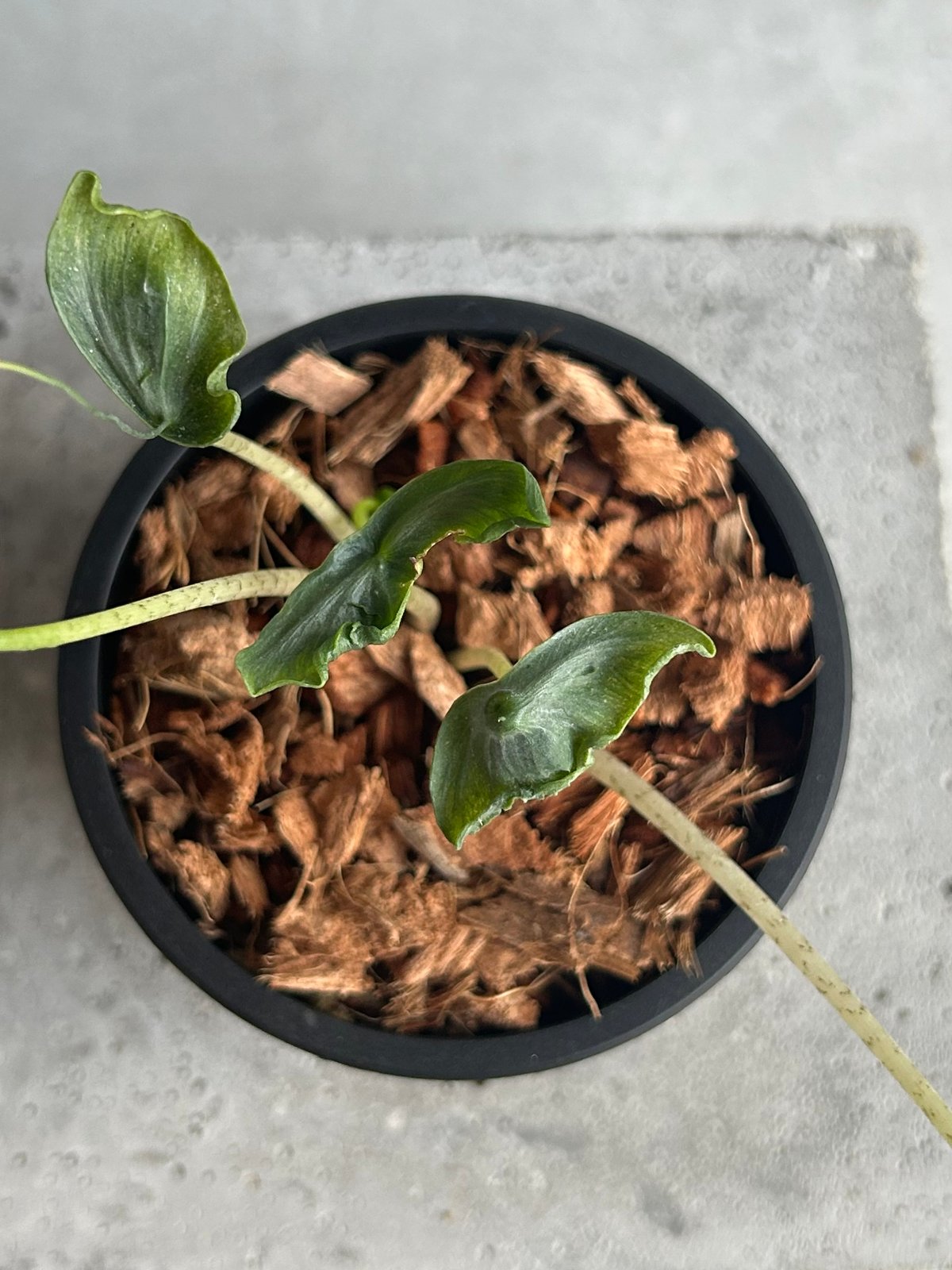 アロカシア　ホーリーグレイル アロカシア ホーリー グレイル “ドワーフ”「Alocasia Holy Grail “ Dw