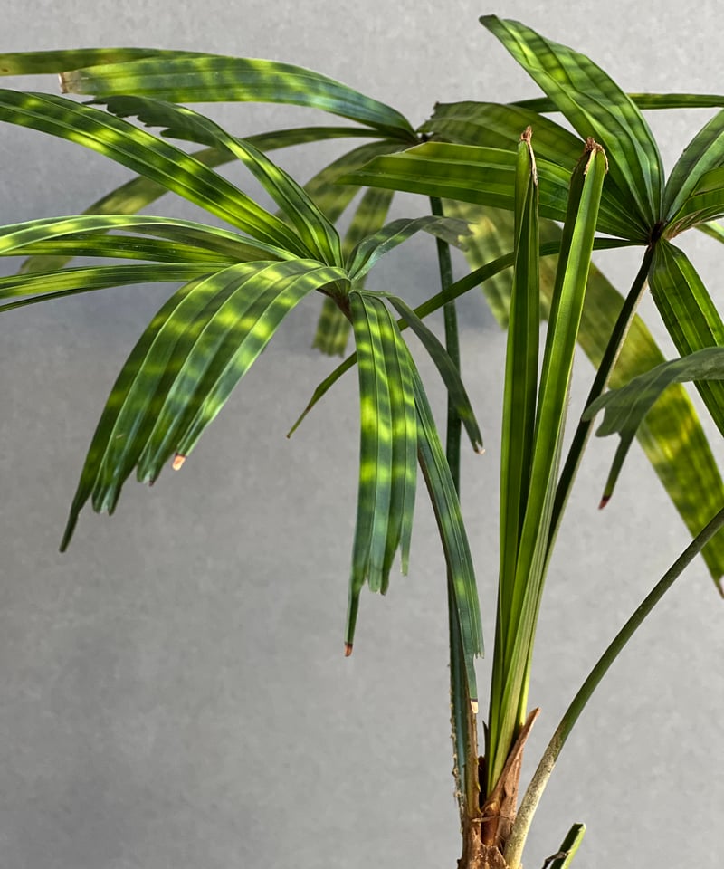 リクアラ　マッタネンシス　マプー Amazon.co.jp: リクアラ マッタネンシス マプ Licuala