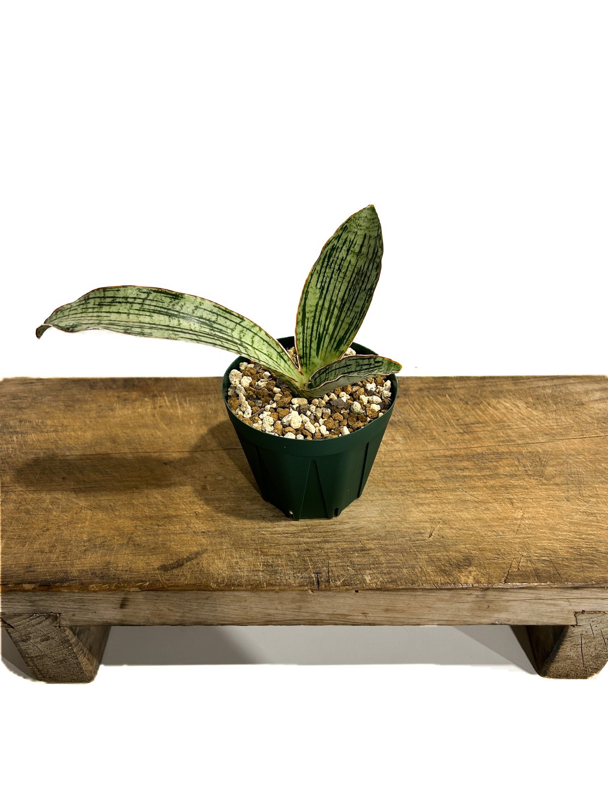 【現品】サンスベリア・クレオパトラ　7号　な３番 ☆【現品・現物】サンスベリア・クレオパトラ 7号 な3番