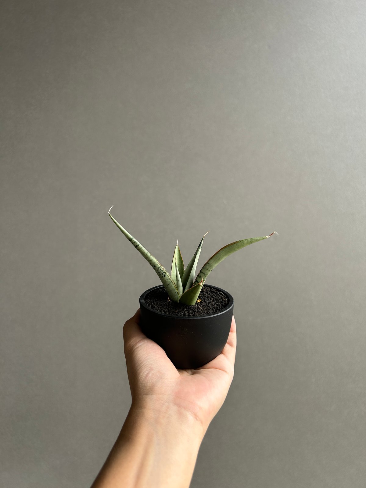 サンセベリア キングフィッシャー「Sansevieria Kingfisher」51I S