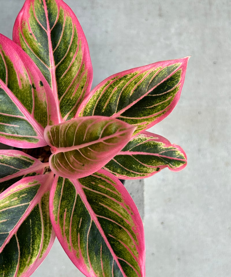 アグラオネマ ロータス デライト 「Aglaonema Lotus Delight」81L |