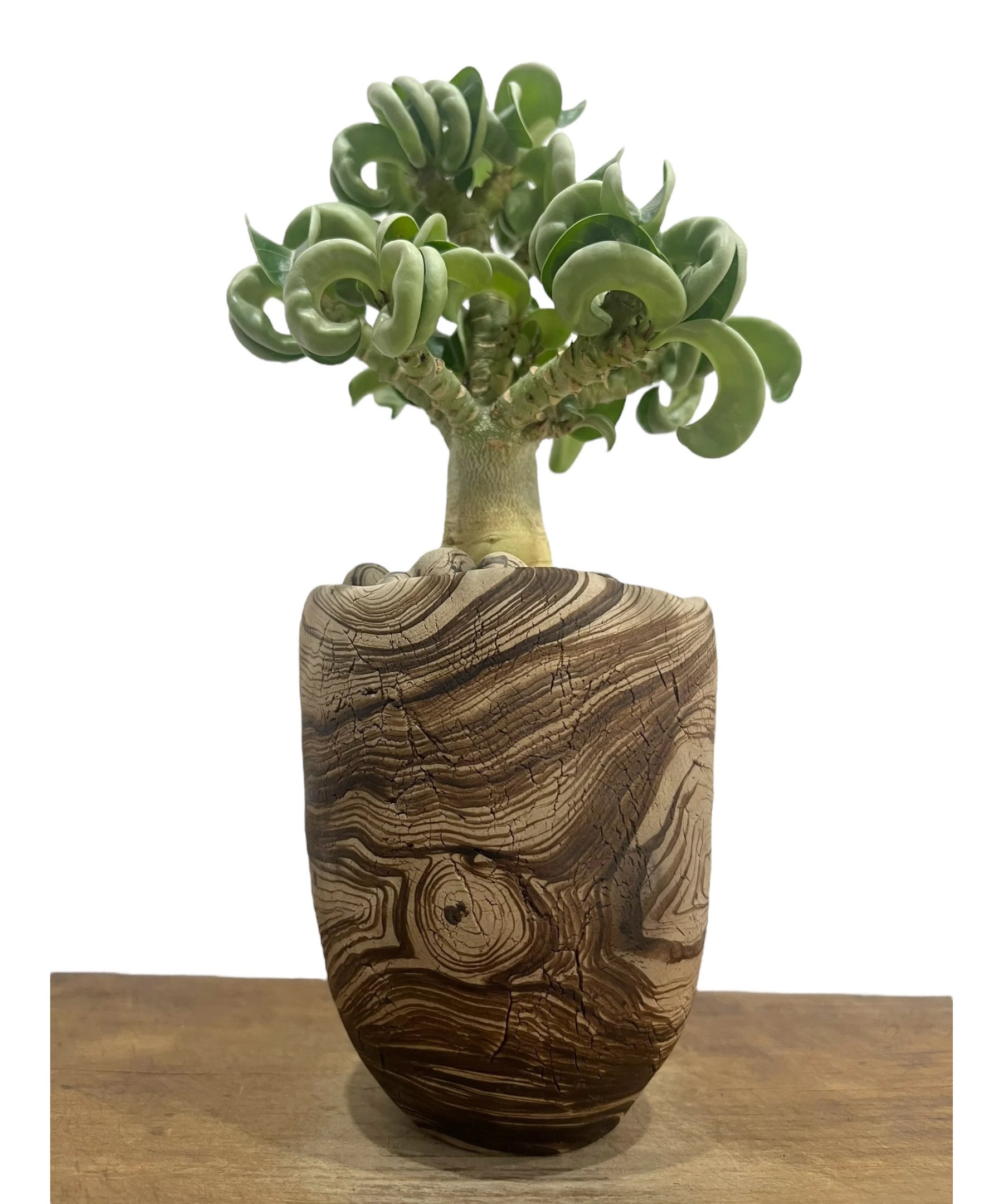 アデニウム メデューサD.H.A (獅子葉) + plantsmonsters pot 「Ad