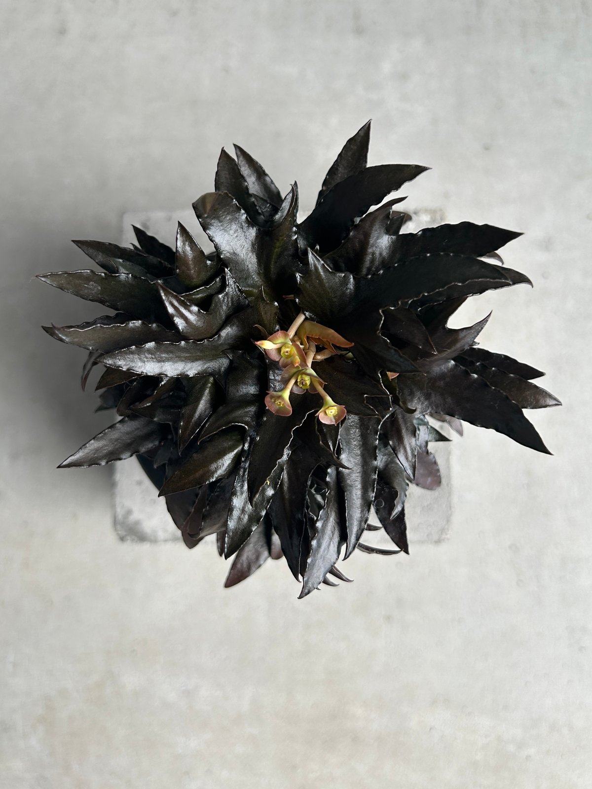 ユーフォルビア フランコイシー “エスプレッソ”「 Euphorbia