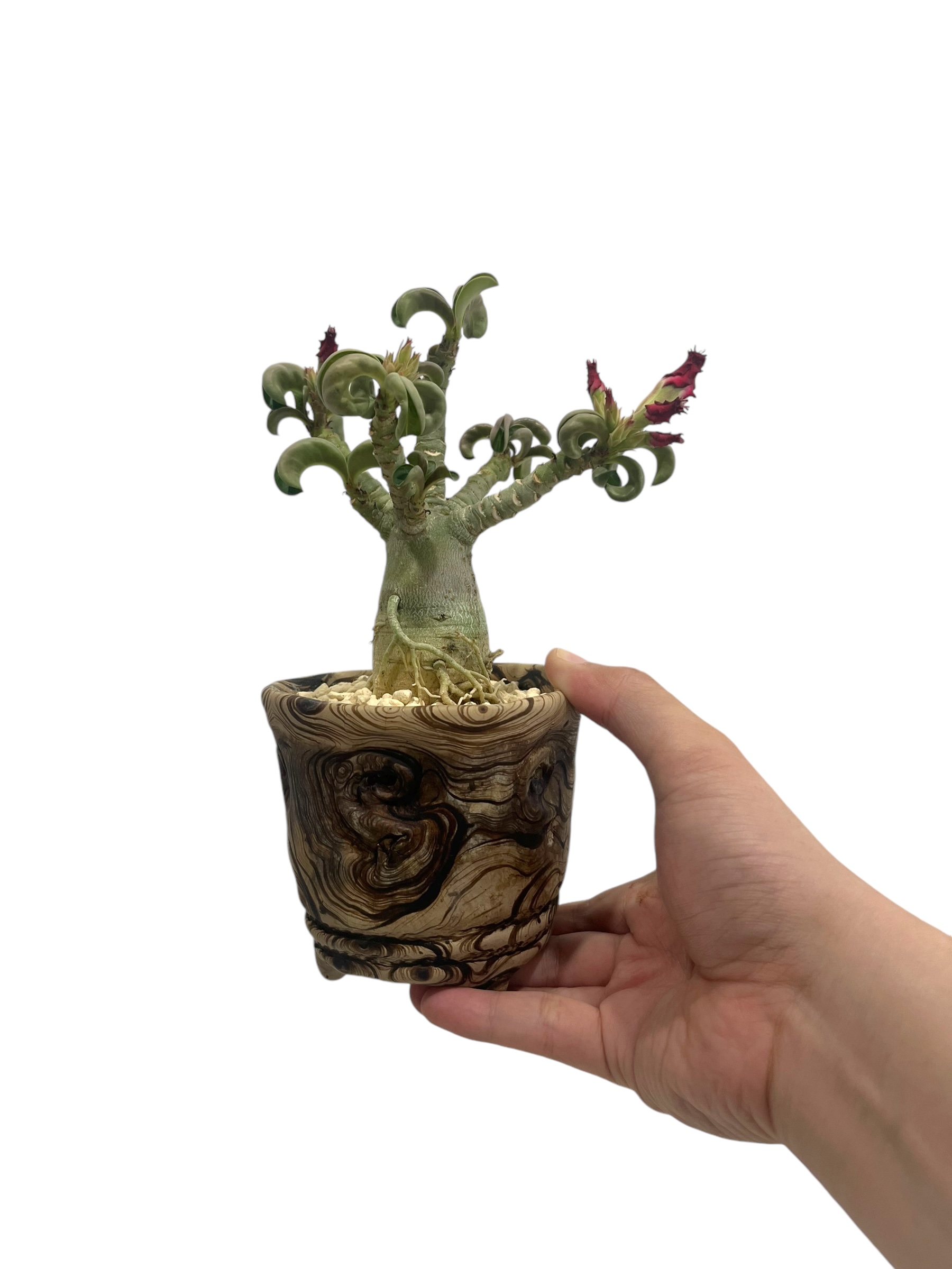 アデニウム メデューサD.H.A (獅子葉) + plantsmonsters pot 「Ad