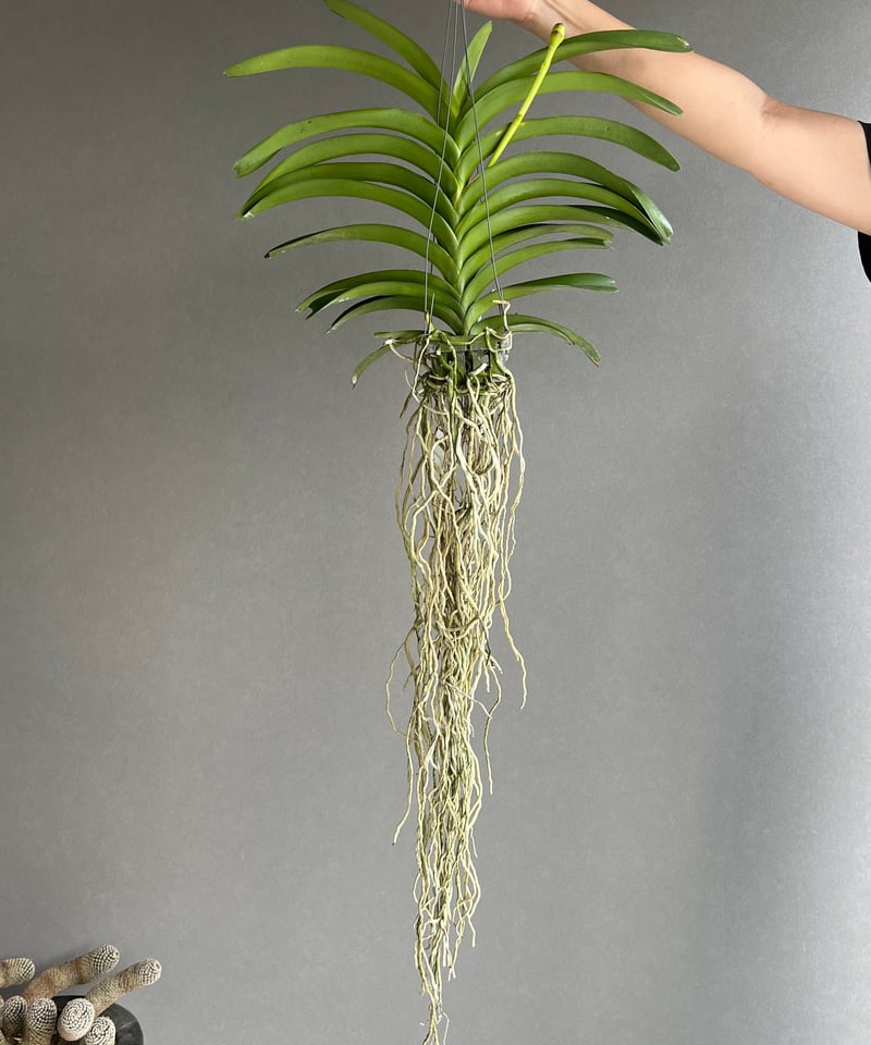 バンダ パクチョン ブルー 「Vanda Pakchong Blue」72P | SHOUCH