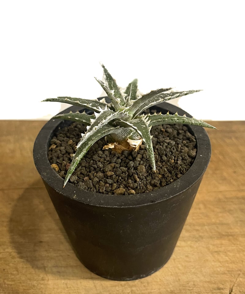 ディッキア ズゴック x リトルウイング「Dyckia Z'gok x ディッキア ズゴック x リトルウイング「Dyckia Z'gok x