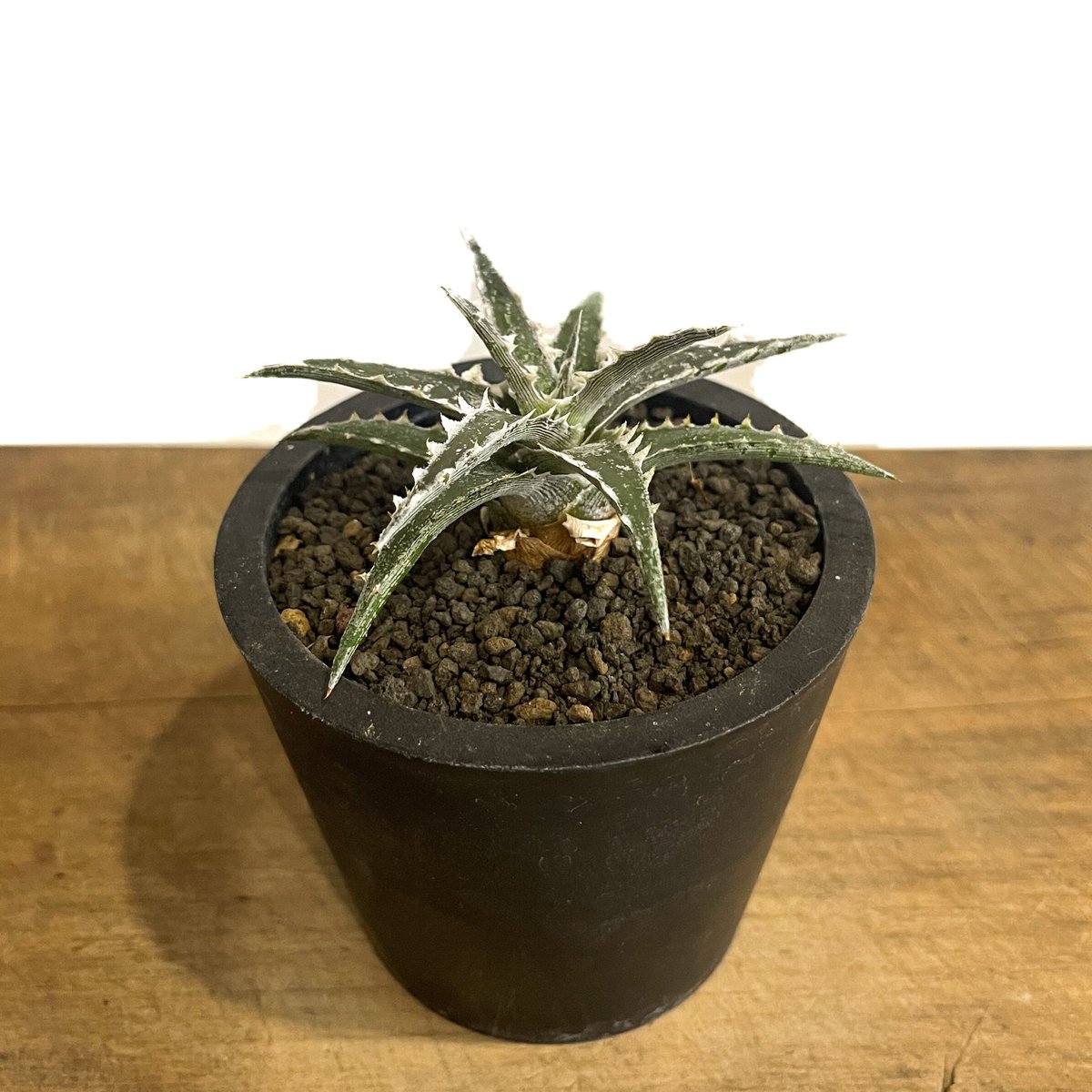 OTTO 新作　ディッキア　Dyckia 　Little Gargoile 送料無料】Dyckia 'Z'gok' × 'Little Wing' OTTO #ZL102
