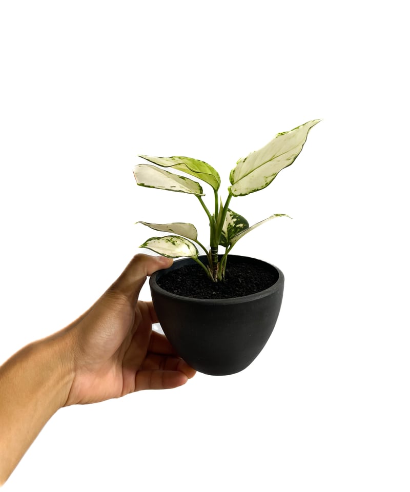 アグラオネマ アンヤマニー ホワイト「Aglaonema Unyamanee アグラオネマ アンヤマニー ホワイト「Aglaonema Unyamanee