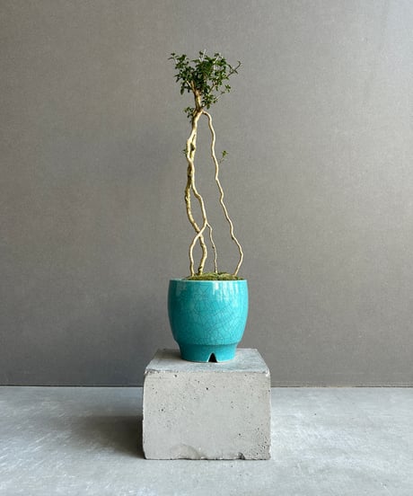 CATEGORY Plants | SHOUCHIKUEN