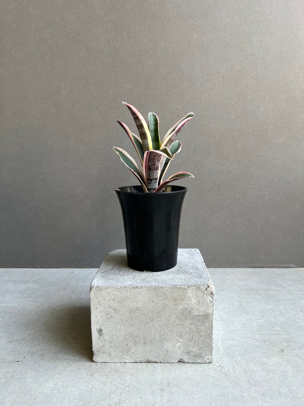 エクメア オットー 「Aechmea Otto」29A | SHOUCHIKUEN