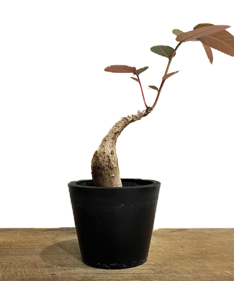 フィランサス ミラビリス「Phyllanthus mirabilis」7/6-952 | SH