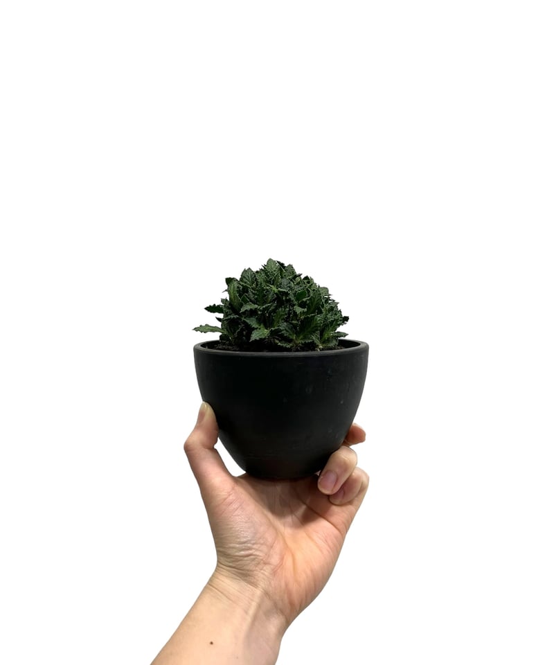 ユーフォルビア トゥレアレンシス (実生苗)「 Euphorbia tulearensis (