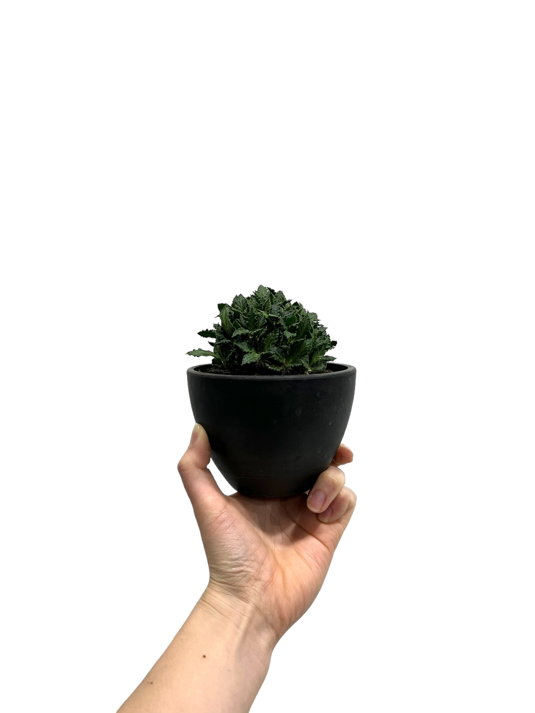 ユーフォルビア トゥレアレンシス (実生苗)「 Euphorbia tulearensis (