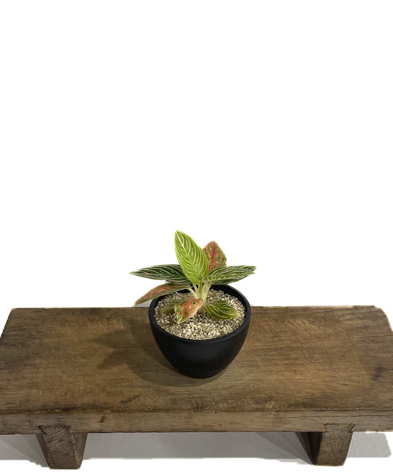 【超レア】アグラオネマ　ゴールデンホープ　写真更新済み アグラオネマ ゴールデンホープ「Aglaonema Golden Hope」9/7-89C-1