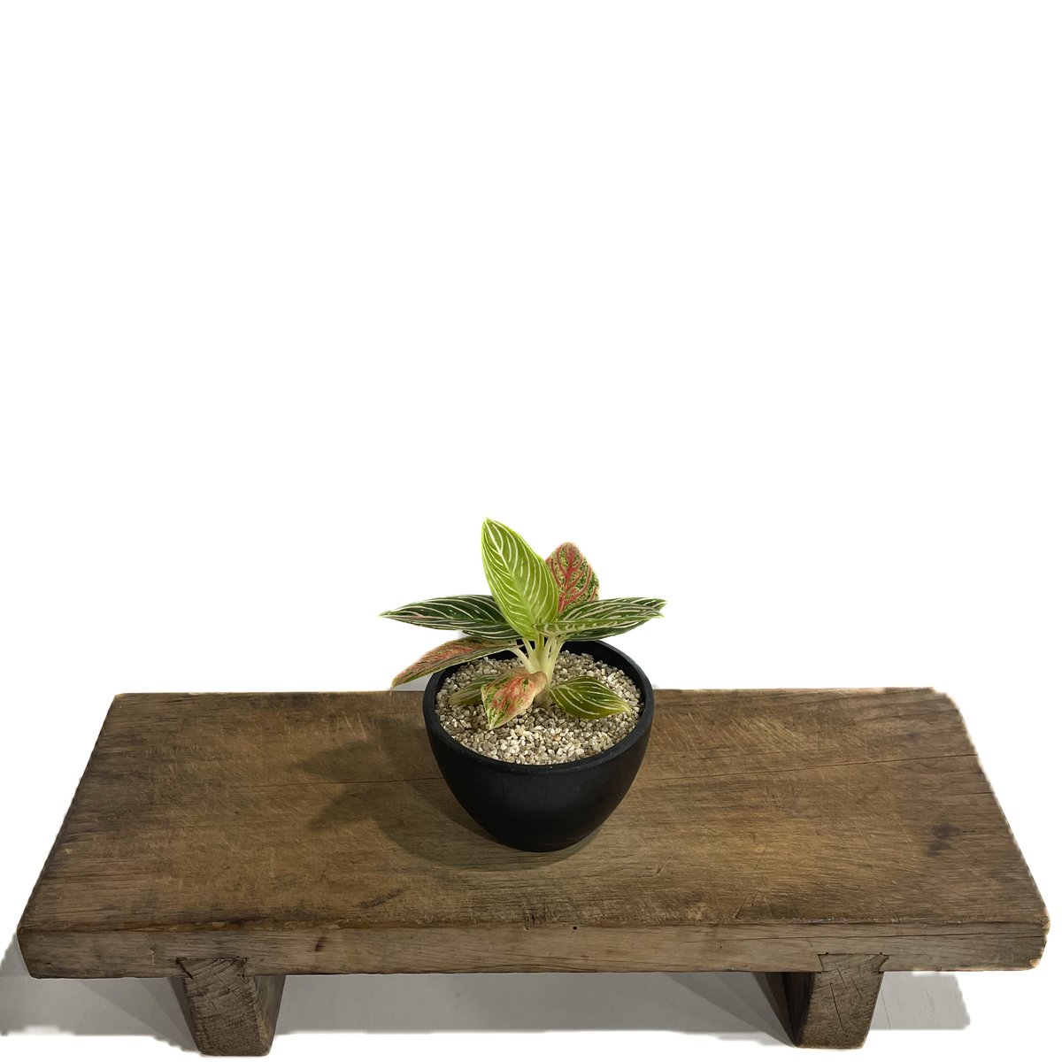 アグラオネマ ゴールデンホープ「Aglaonema Golden Hope」42F-1 | S