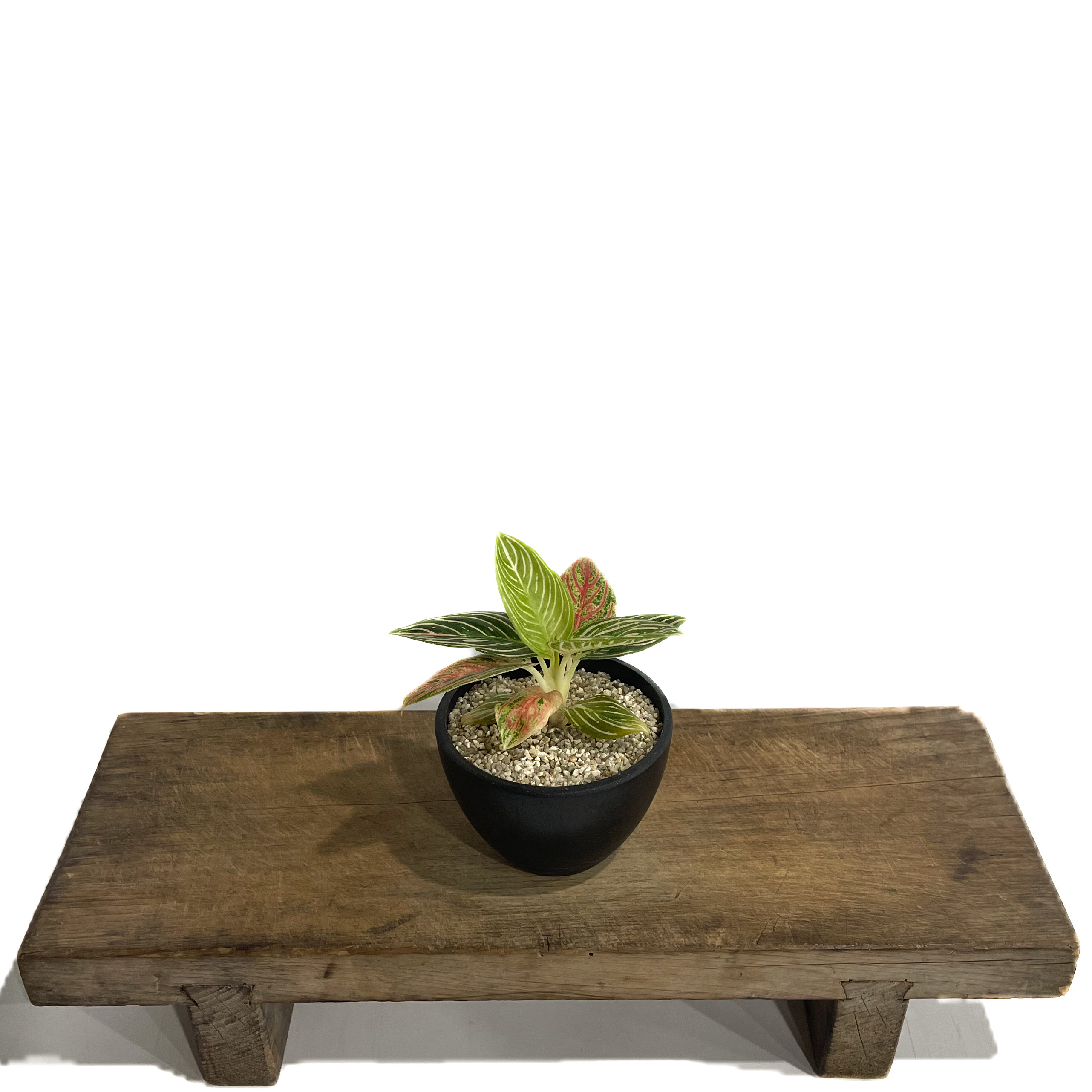 アグラオネマ ゴールデンホープ「Aglaonema Golden Hope」42F-1 | S