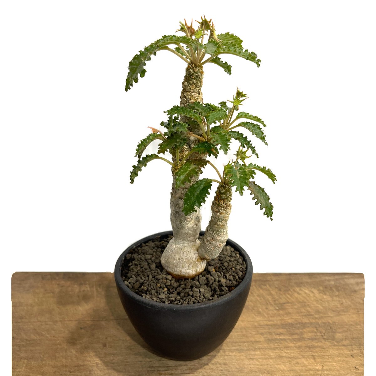 ドルステニア ホルウッディ×ラブラニー「Dorstenia horwoodii