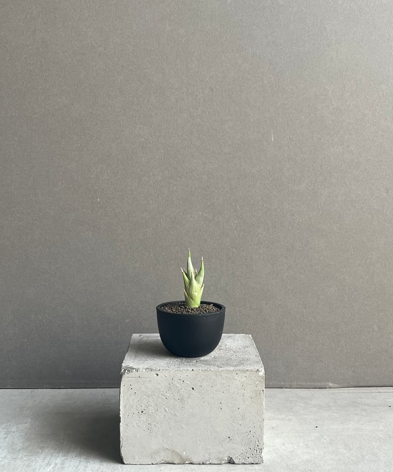 EMP サンセベリア チャニン / 親株 SA65 サンセベリア・チャニン | trigger