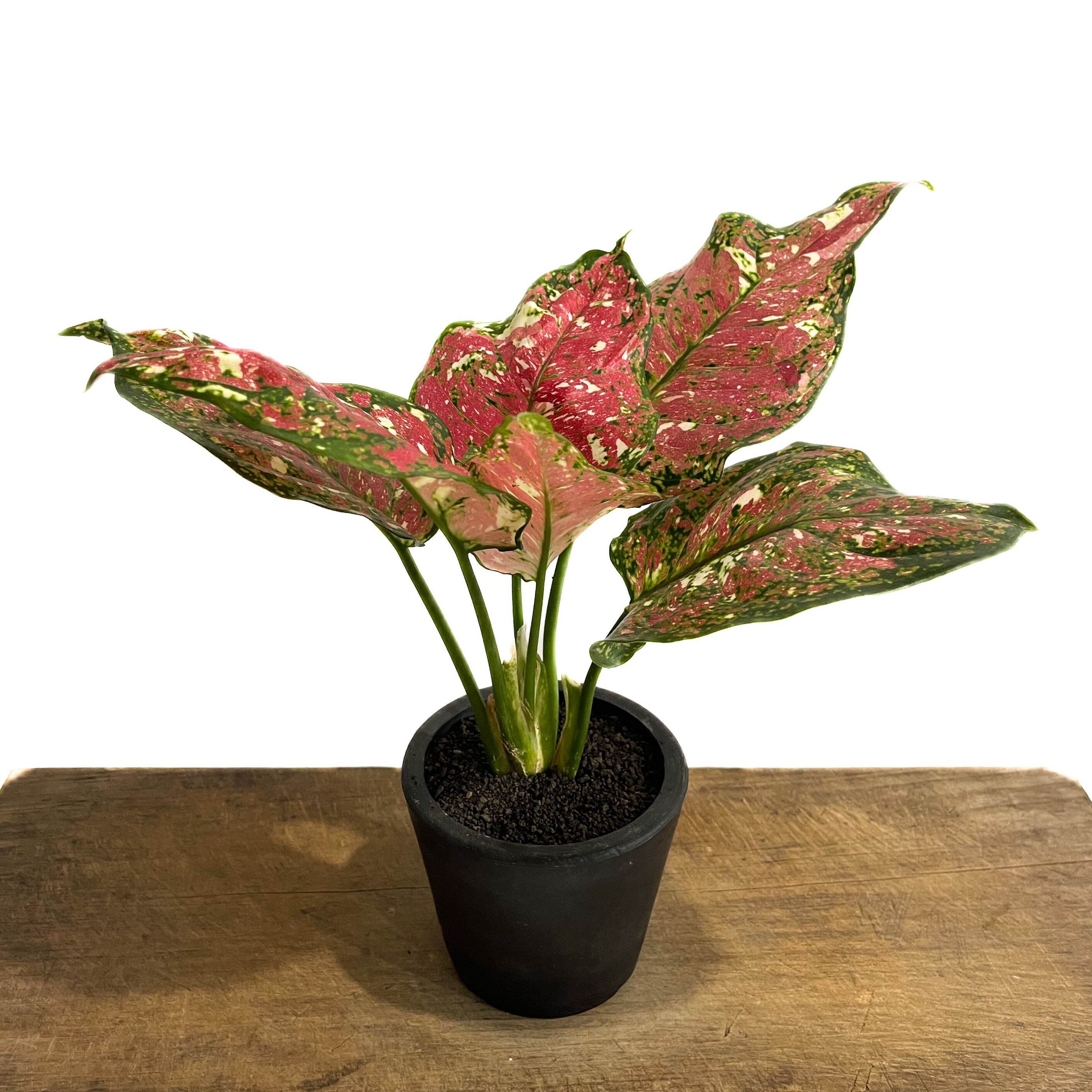 アグラオネマ アンヤマニー トリカラー「Aglaonema Unyamanee Tricolo