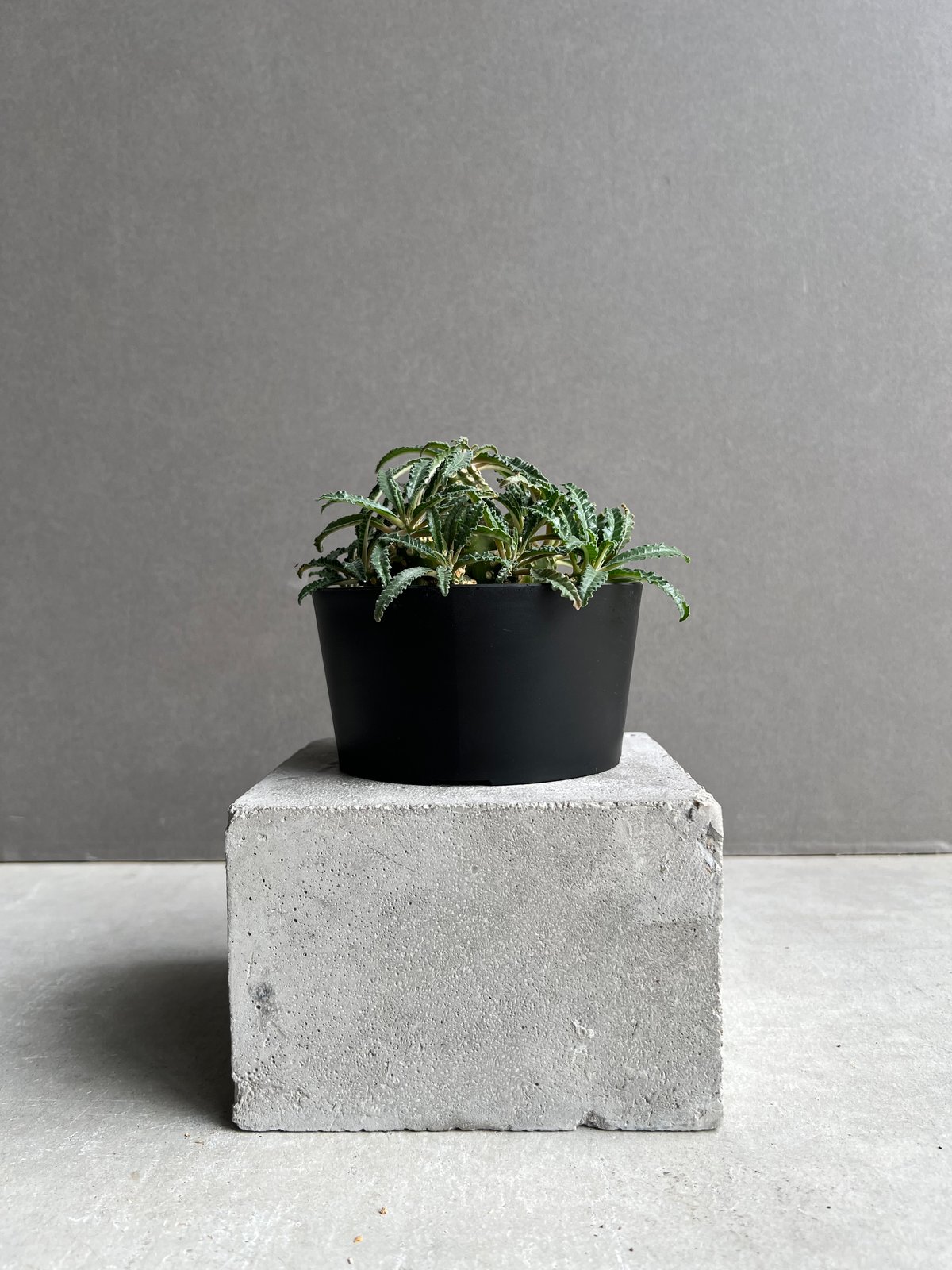 ドルステニア ラブラニー 【高さ30cm】 isla del pescado - Dorstenia lavrani-ドルステニア・ラブラニー