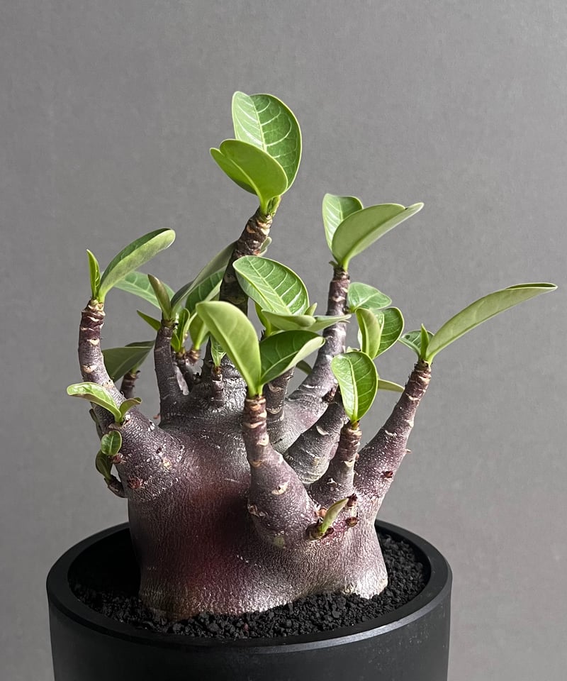 アデニウム アラビカム スーパー ドワーフ “ブラック” 「Adenium