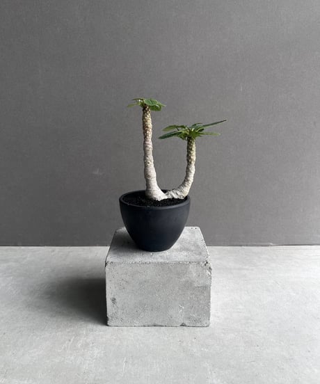 CATEGORY ドルステニア | SHOUCHIKUEN