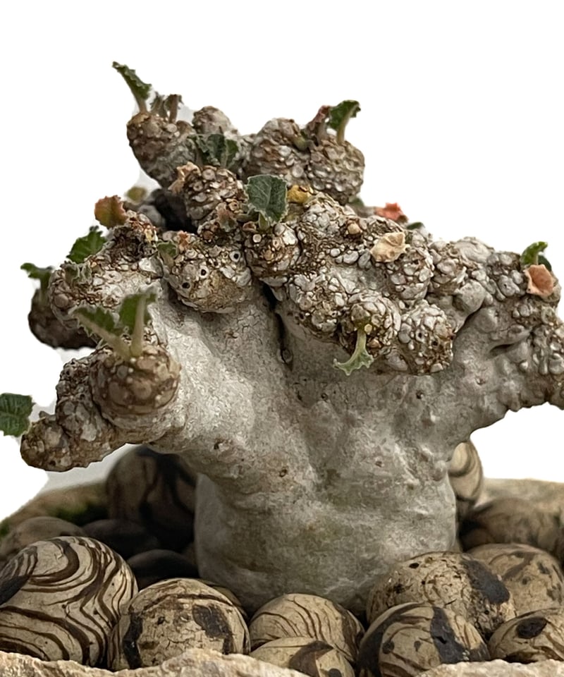 ドルステニア ラブラニー 綴化 + 陶器「Dorstenia lavrani