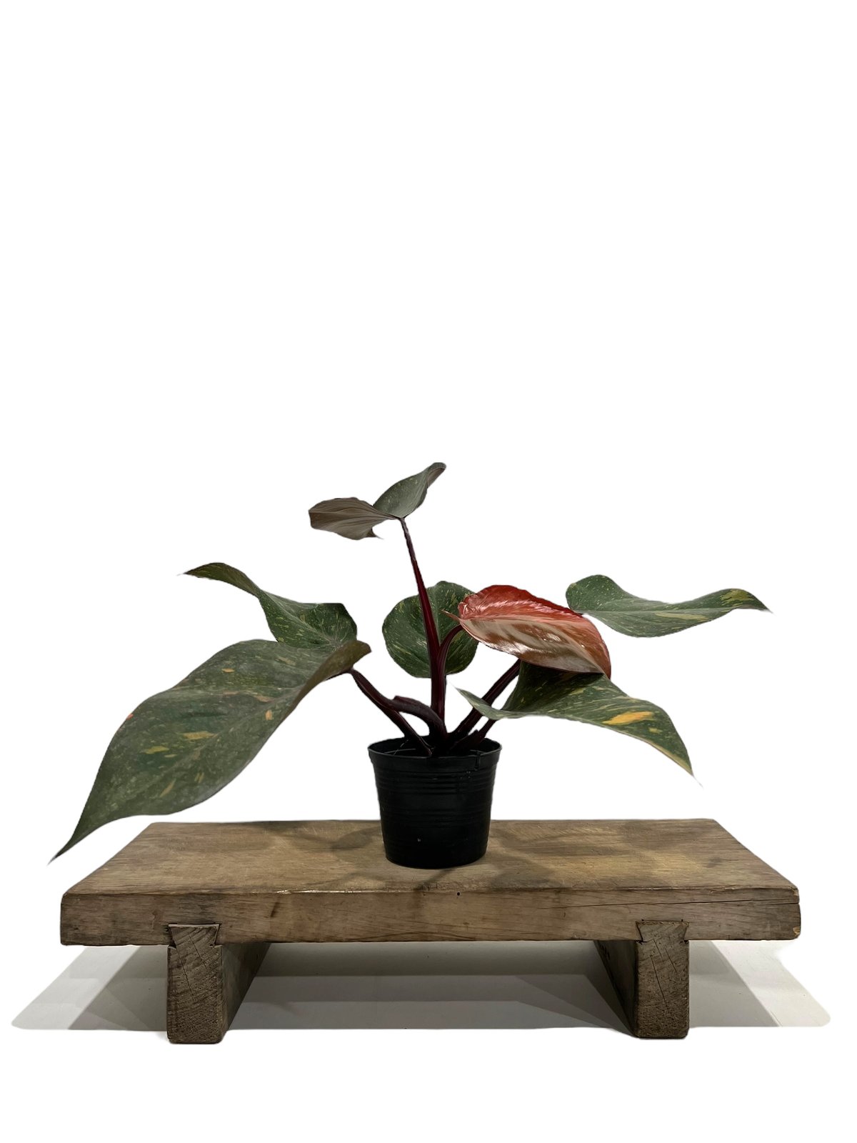 フィロデンドロン オレンジ プリンセス 「Philodendron Orange Prince