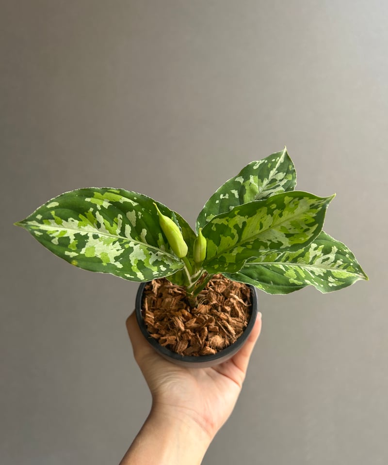 アグラオネマ ピクタム トリカラー 「Aglaonema pictum tricolor 」9