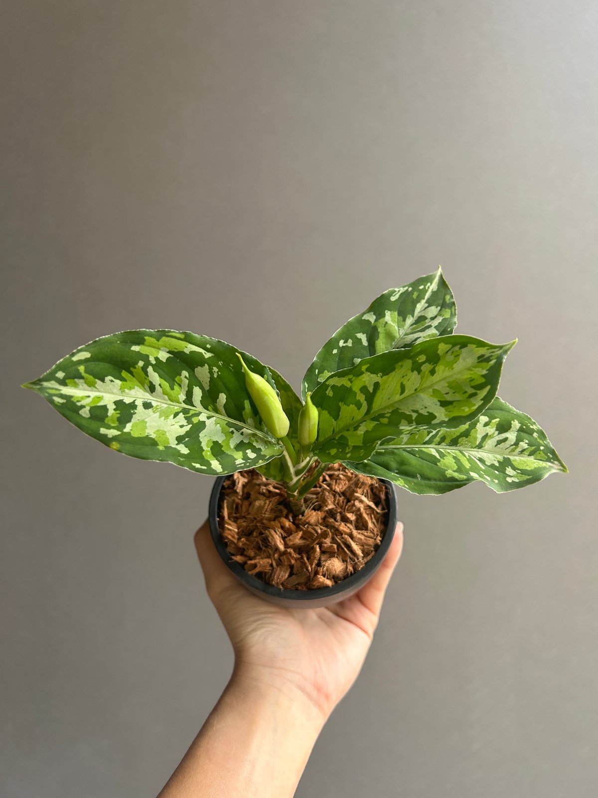 アグラオネマ ピクタム トリカラー 「Aglaonema pictum tricolor 」9