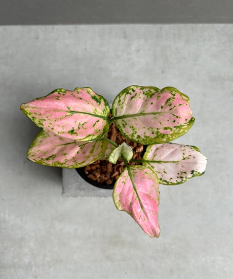 アグラオネマ専用 アグラオネマ専用 培養土 Aglaonema potting soil exchange in 6