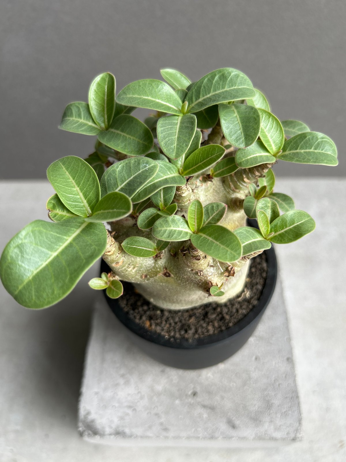 アデニウム アラビカム スーパー ドワーフ “ブラック” 「Adenium