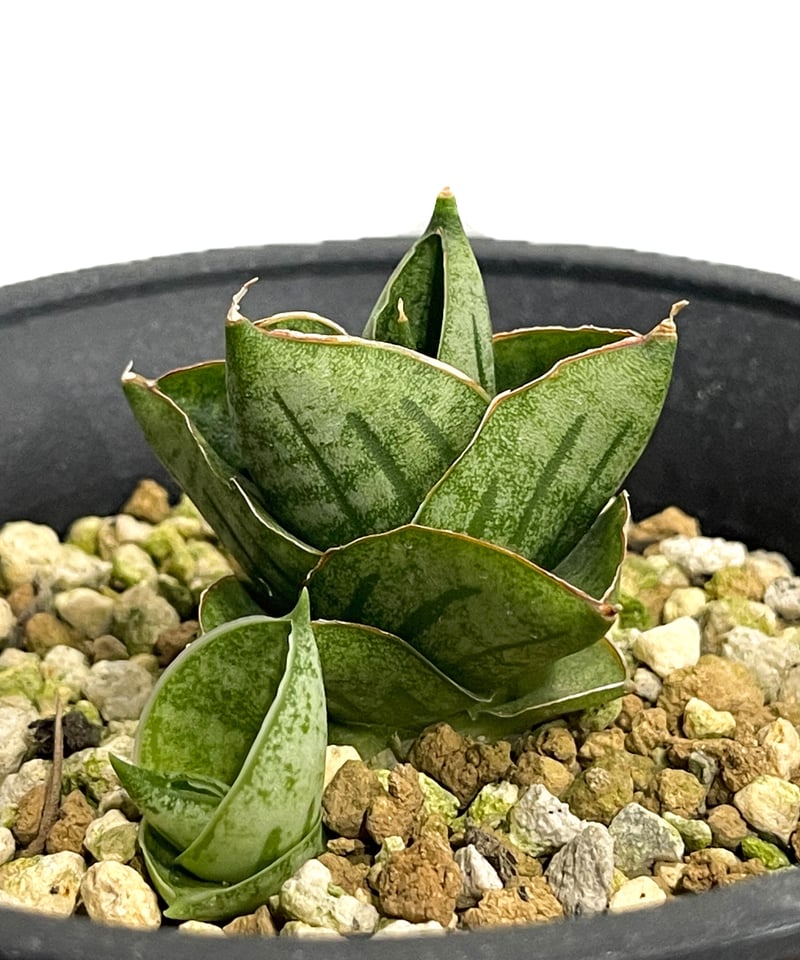 観葉植物 サンスベリア Sansevieria Rosa B