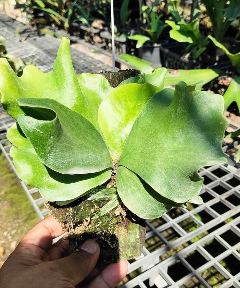 ビカクシダ バタフライ 「Platycerium Butterfly 」92I | SHOUC