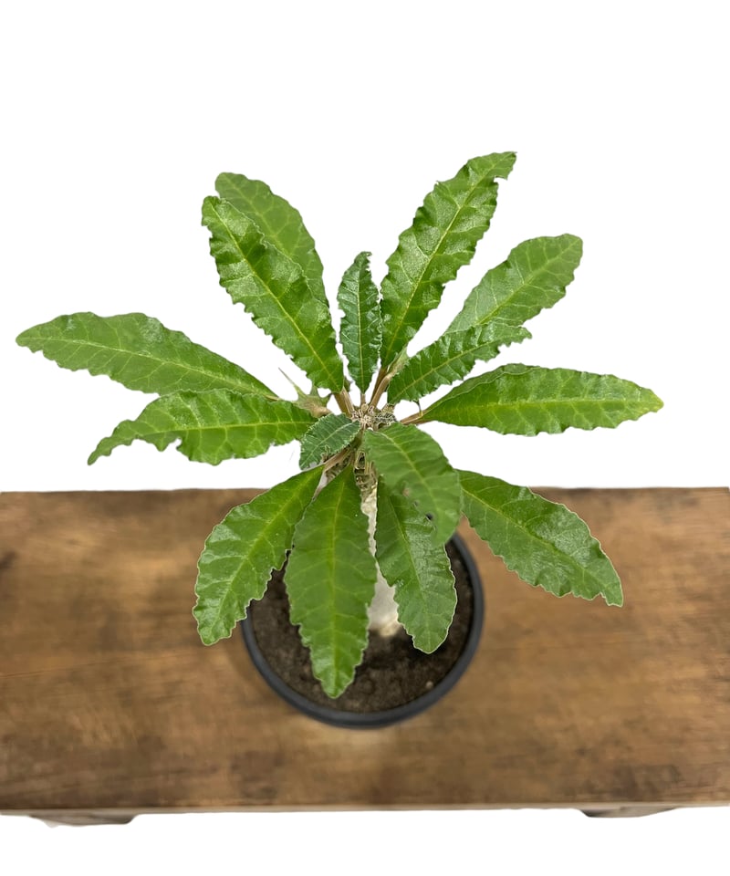 ドルステニア ラブラニー x ホルウッディ 「Dorstenia lavrani x ドルステニア ラブラニー x ホルウッディ 「Dorstenia lavrani x