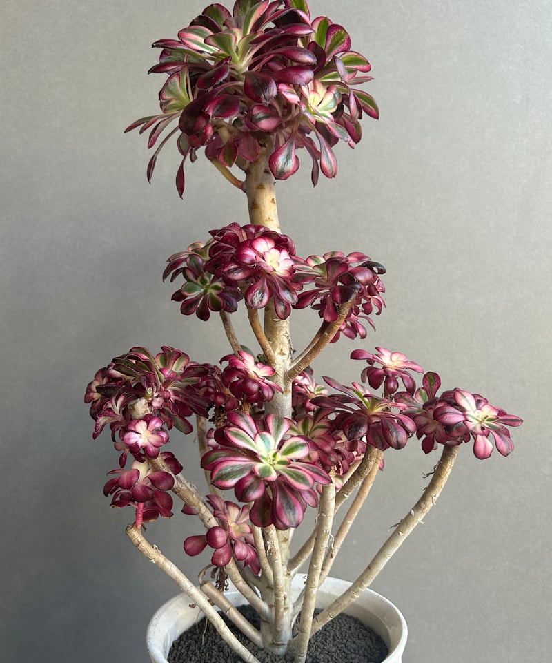 アエオニウム　シャネル錦40cm アエオニウム 'シャネル' 「Aeonium 'Chanel'」 6M | SHOUCHIKUEN