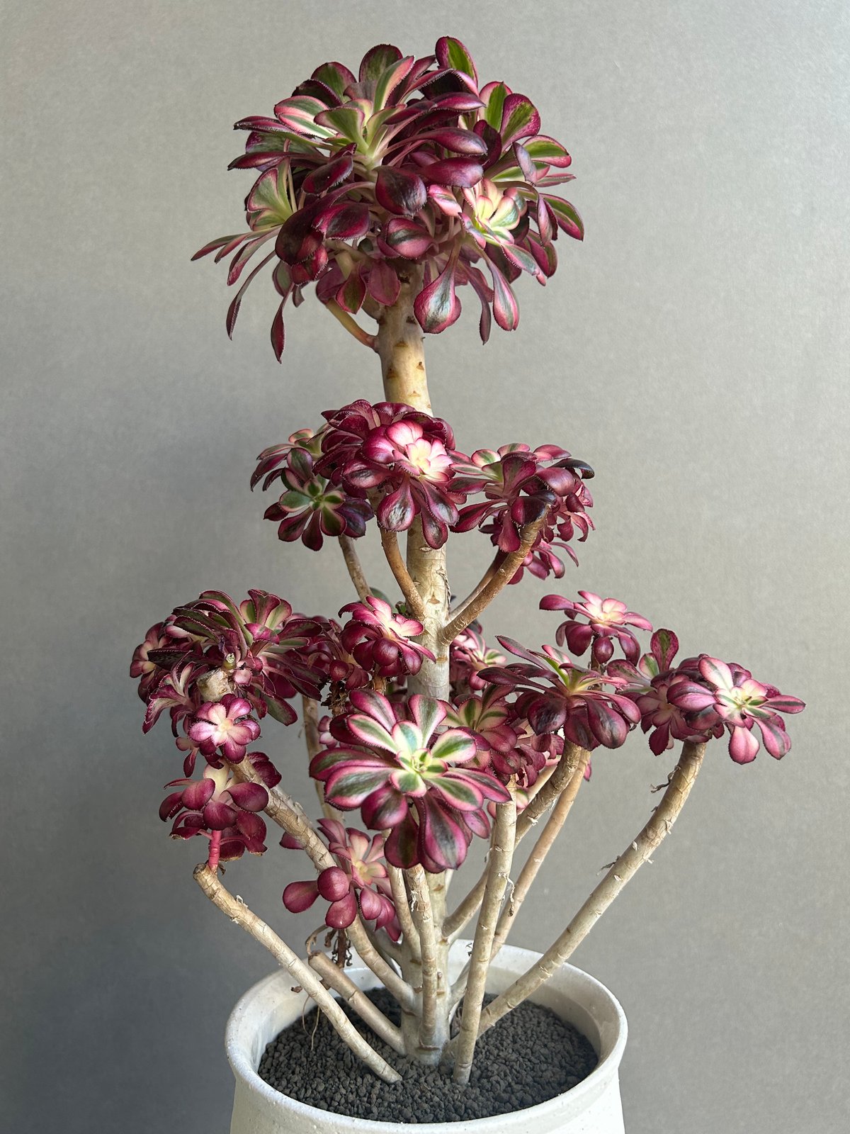 アエオニウム 'シャネル' 「Aeonium 'Chanel'」 6M | SHOUCHIKUEN